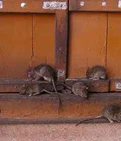 Se débarrasser totalement des rats et des souris grâce à un exterminateur...