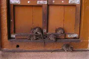 Se débarrasser totalement des rats et des souris grâce à un exterminateur...