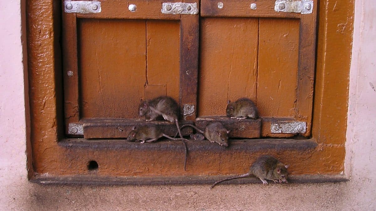 Se débarrasser totalement des rats et des souris grâce à un exterminateur...